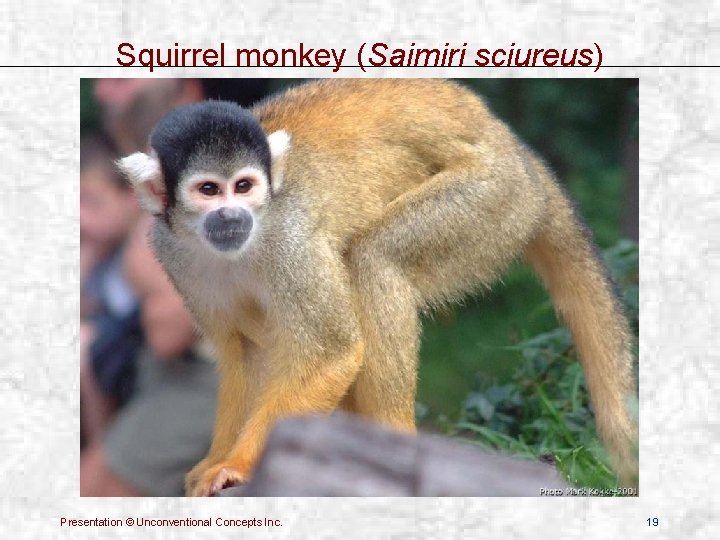 Squirrel monkey (Saimiri sciureus) Presentation © Unconventional Concepts Inc. 19 