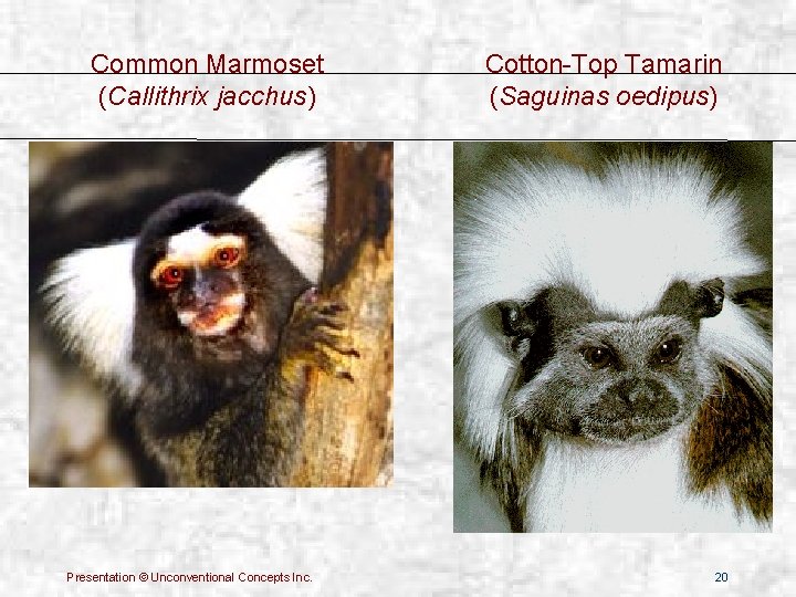 Common Marmoset (Callithrix jacchus) Presentation © Unconventional Concepts Inc. Cotton-Top Tamarin (Saguinas oedipus) 20