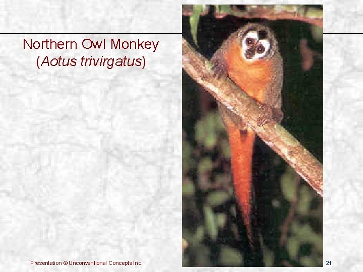 Northern Owl Monkey (Aotus trivirgatus) Presentation © Unconventional Concepts Inc. 21 