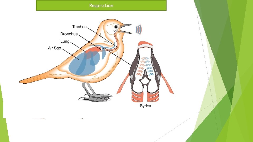 Respiration Syrinx - sang 1: 2: 3: 4: 5: 6: 7: 8: 9: nederste