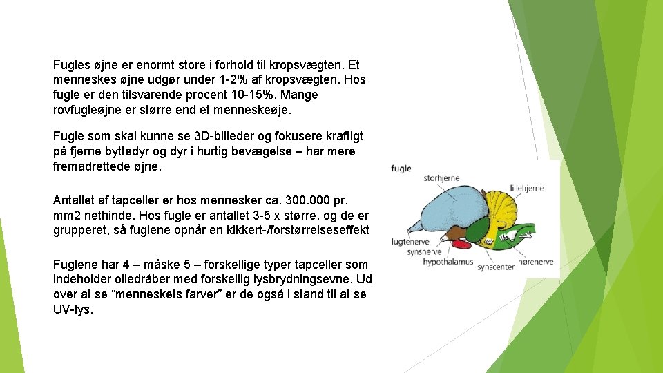 Fugles øjne er enormt store i forhold til kropsvægten. Et menneskes øjne udgør under