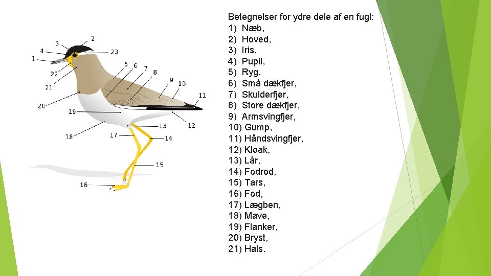 Betegnelser for ydre dele af en fugl: 1) Næb, 2) Hoved, 3) Iris, 4)