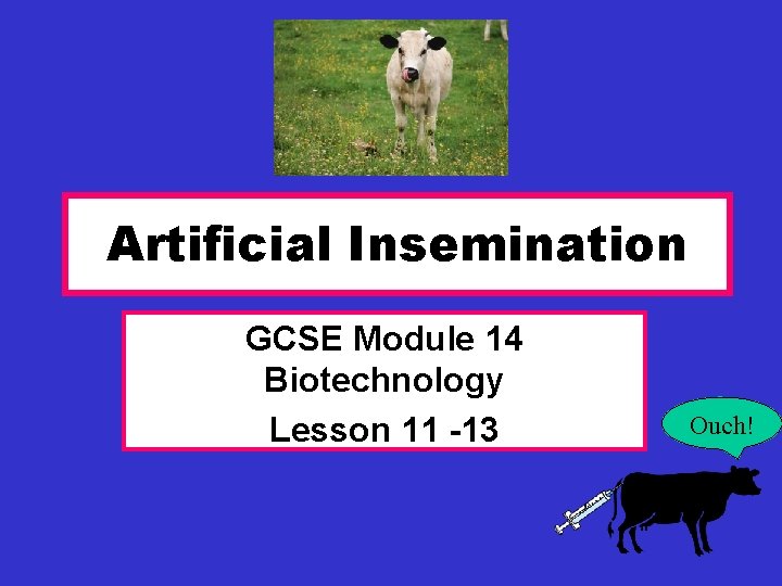 Artificial Insemination GCSE Module 14 Biotechnology Lesson 11 -13 Ouch! 