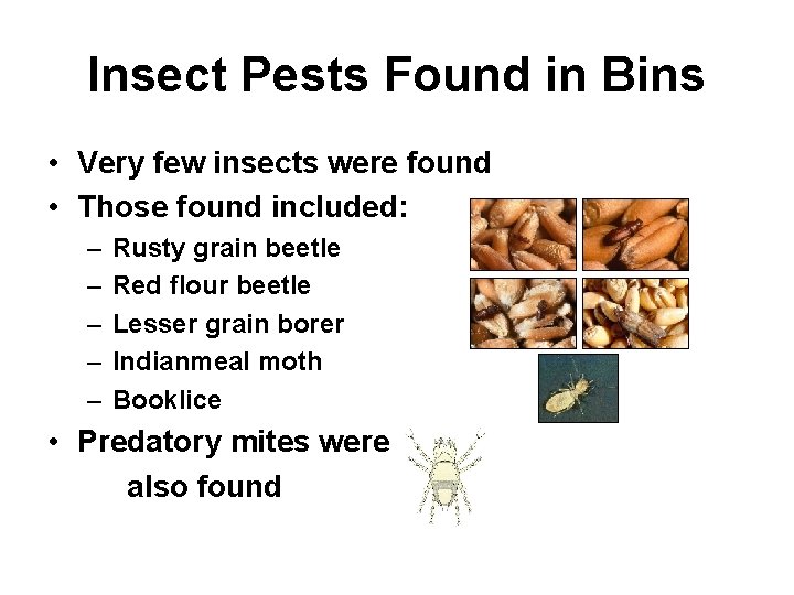 Insect Pests Found in Bins • Very few insects were found • Those found