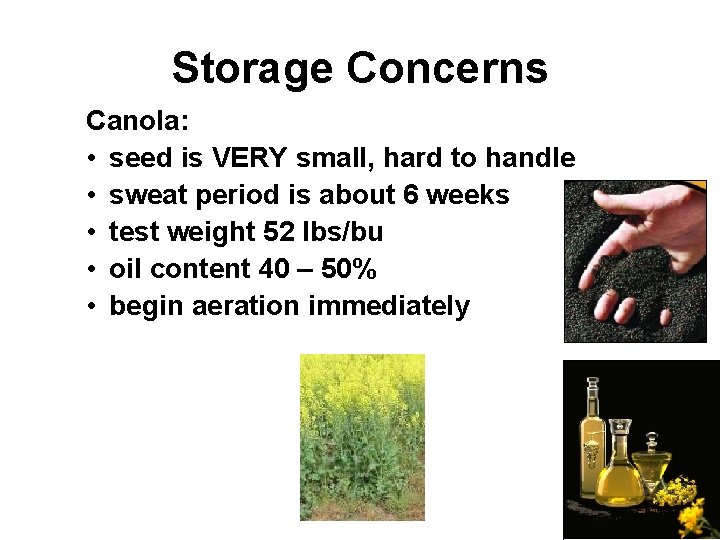 Storage Concerns Canola: • seed is VERY small, hard to handle • sweat period