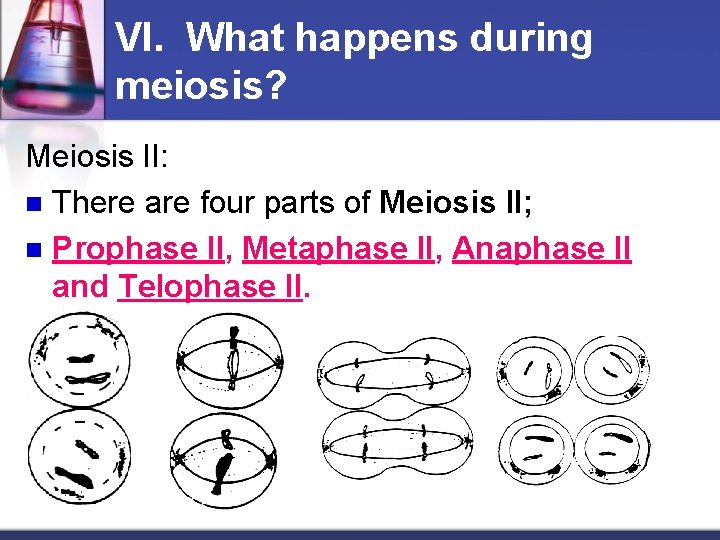 VI. What happens during meiosis? Meiosis II: n There are four parts of Meiosis