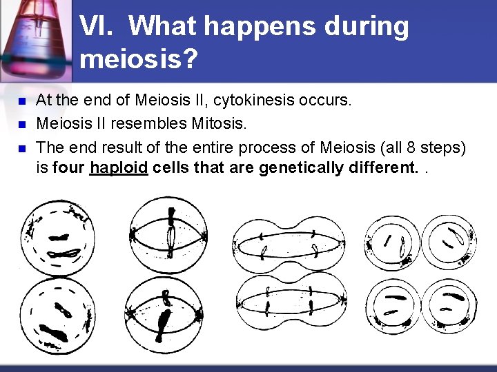VI. What happens during meiosis? n n n At the end of Meiosis II,