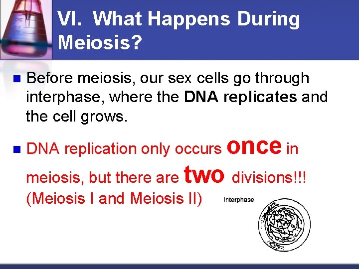 VI. What Happens During Meiosis? n n Before meiosis, our sex cells go through