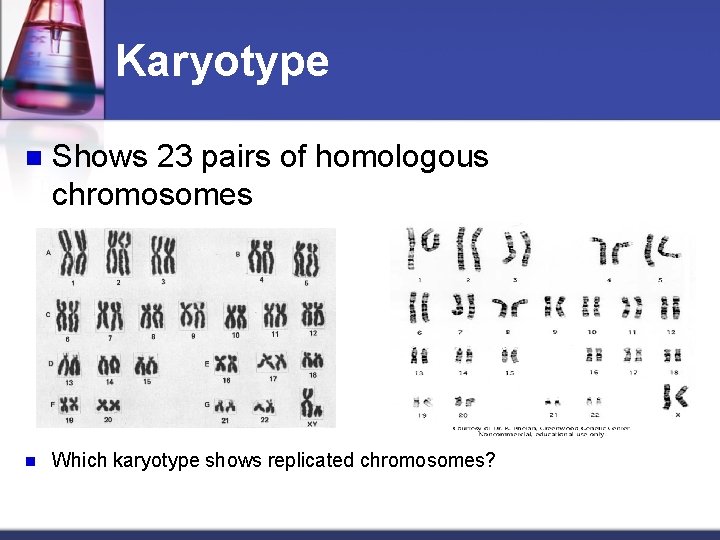 Karyotype n Shows 23 pairs of homologous chromosomes n Which karyotype shows replicated chromosomes?