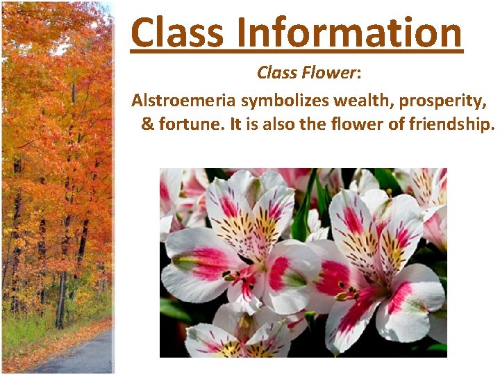 Class Information Class Flower: Alstroemeria symbolizes wealth, prosperity, & fortune. It is also the