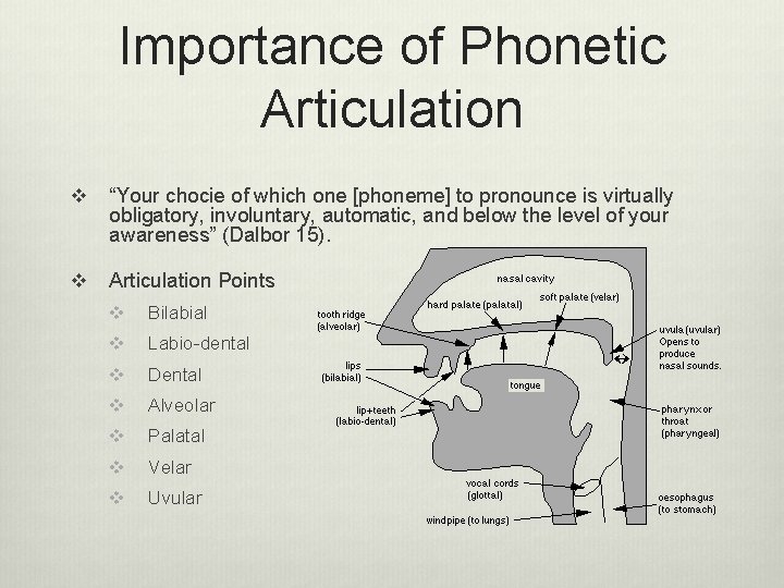 Importance of Phonetic Articulation v “Your chocie of which one [phoneme] to pronounce is