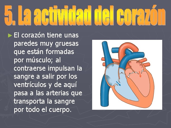 ► El corazón tiene unas paredes muy gruesas que están formadas por músculo; al