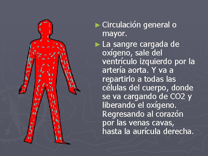 ► Circulación general o mayor. ► La sangre cargada de oxígeno, sale del ventrículo