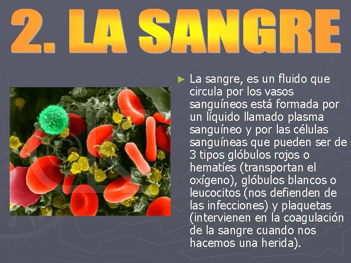 ► La sangre, es un fluido que circula por los vasos sanguíneos está formada