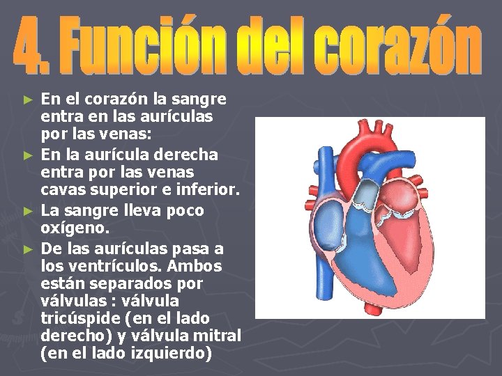 En el corazón la sangre entra en las aurículas por las venas: ► En