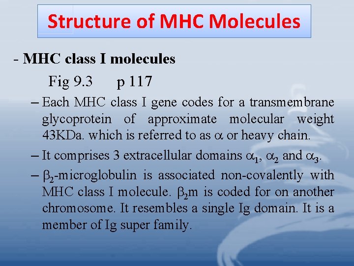 Structure of MHC Molecules - MHC class I molecules Fig 9. 3 p 117 Structure of MHC Molecules - MHC class I molecules Fig 9. 3 p 117