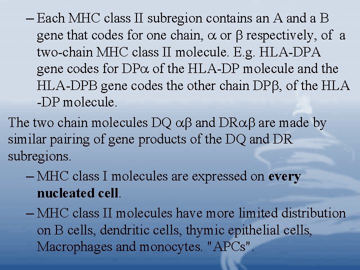 – Each MHC class II subregion contains an A and a B gene that