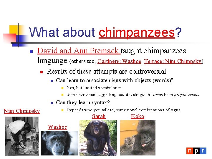 What about chimpanzees? n David and Ann Premack taught chimpanzees language (others too, Gardners: