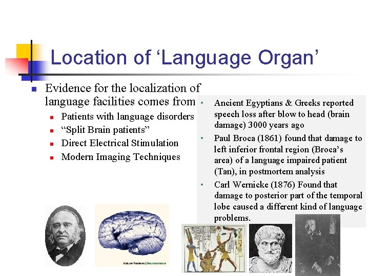 Location of ‘Language Organ’ n Evidence for the localization of language facilities comes from: