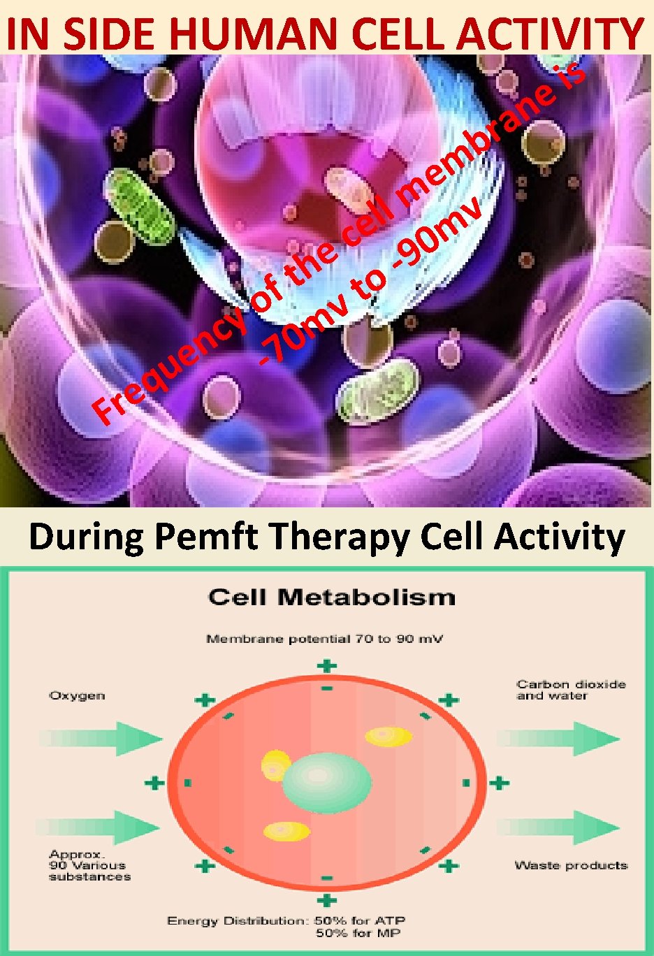 IN SIDE HUMAN CELL ACTIVITY s i e q e r F n a