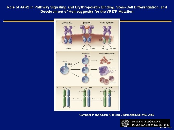 Role of JAK 2 in Pathway Signaling and Erythropoietin Binding, Stem-Cell Differentiation, and Development