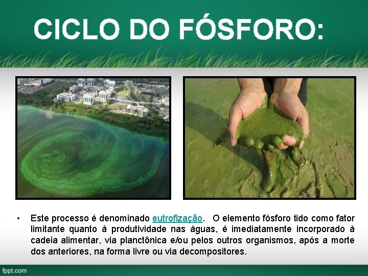 CICLO DO FÓSFORO: • Este processo é denominado eutrofização. O elemento fósforo tido como