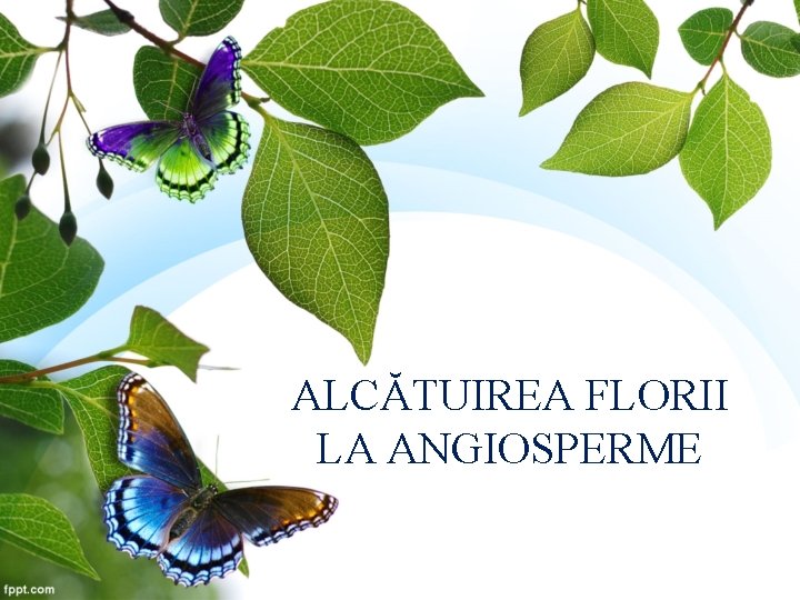 ALCĂTUIREA FLORII LA ANGIOSPERME 