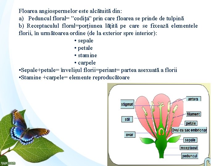 Floarea angiospermelor este alcătuită din: a) Peduncul floral= ”codița” prin care floarea se prinde