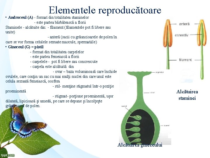 Elementele reproducătoare • Androceul (A) - format din totalitatea staminelor - este partea bărbătească