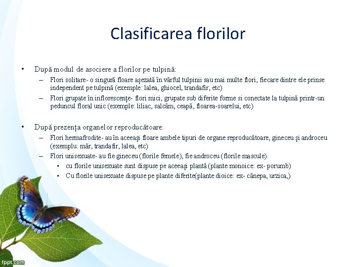 Clasificarea florilor • După modul de asociere a florilor pe tulpină: – Flori solitare-