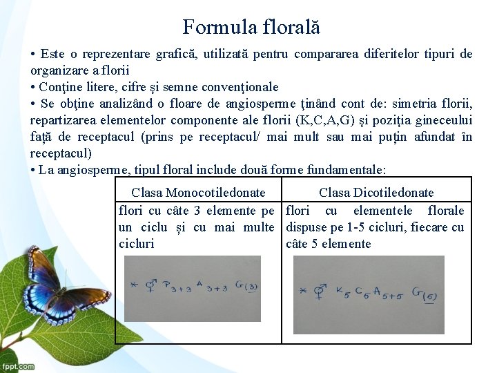 Formula florală • Este o reprezentare grafică, utilizată pentru compararea diferitelor tipuri de organizare