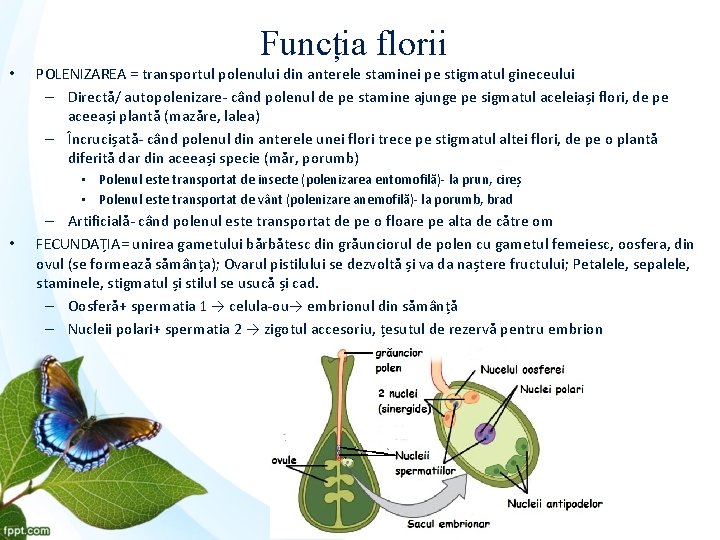 Funcția florii • POLENIZAREA = transportul polenului din anterele staminei pe stigmatul gineceului –