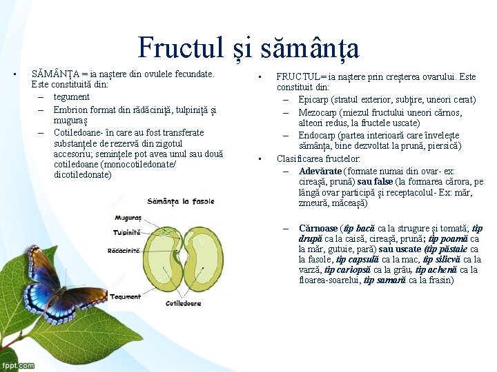 Fructul și sămânța • SĂM NȚA = ia naștere din ovulele fecundate. Este constituită