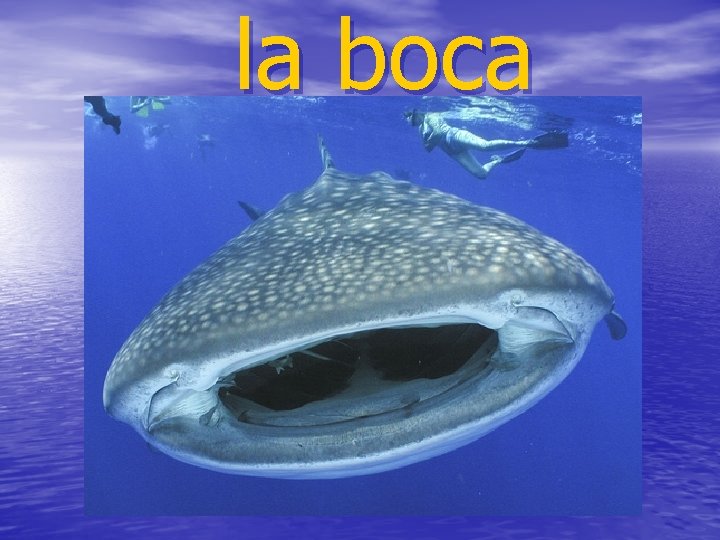 la boca 