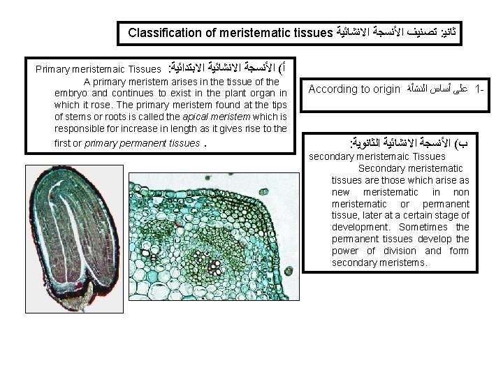 Classification of meristematic tissues ﺗﺼﻨﻴﻒ ﺍﻷﻨﺴﺠﺔ ﺍﻻﻧﺸﺎﺋﻴﺔ : ﺛﺎﻧﻴ Primary meristemaic Tissues : ﺃ(