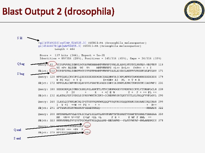 Blast Output 2 (drosophila) S Id Q beg S beg Q end S end