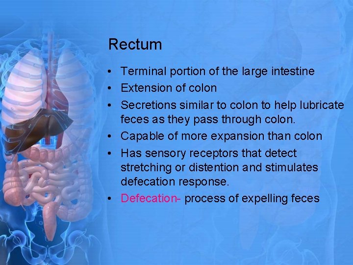 Rectum • Terminal portion of the large intestine • Extension of colon • Secretions