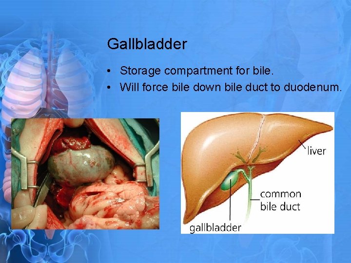 Gallbladder • Storage compartment for bile. • Will force bile down bile duct to