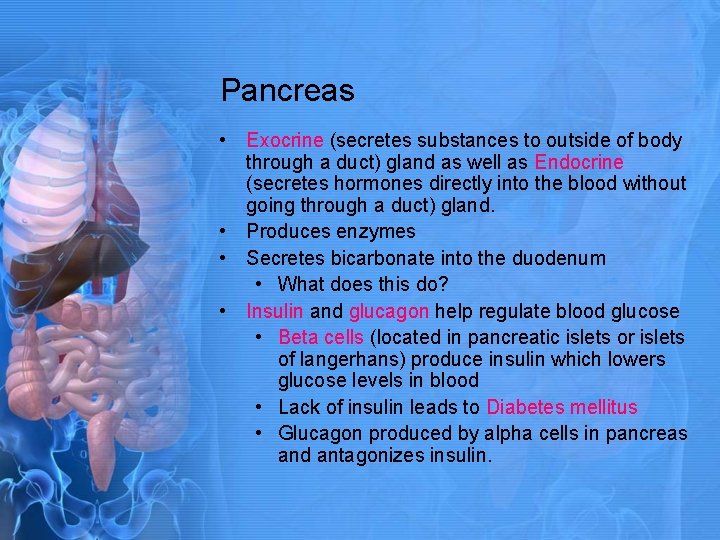 Pancreas • Exocrine (secretes substances to outside of body through a duct) gland as