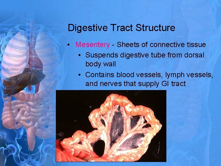 Digestive Tract Structure • Mesentery - Sheets of connective tissue • Suspends digestive tube