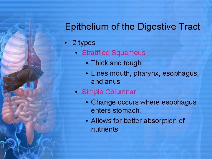 Epithelium of the Digestive Tract • 2 types • Stratified Squamous • Thick and