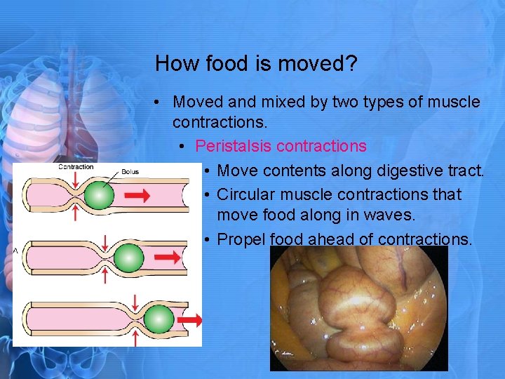 How food is moved? • Moved and mixed by two types of muscle contractions.