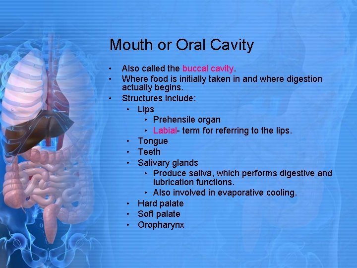 Mouth or Oral Cavity • • • Also called the buccal cavity. Where food