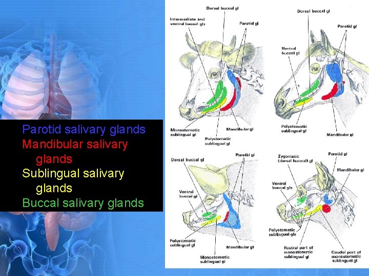 Parotid salivary glands Mandibular salivary glands Sublingual salivary glands Buccal salivary glands 