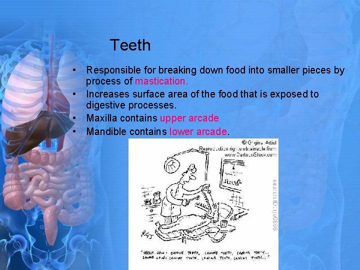 Teeth • Responsible for breaking down food into smaller pieces by process of mastication.