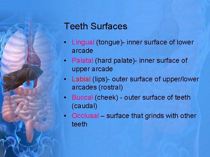 Teeth Surfaces • Lingual (tongue)- inner surface of lower arcade • Palatal (hard palate)-
