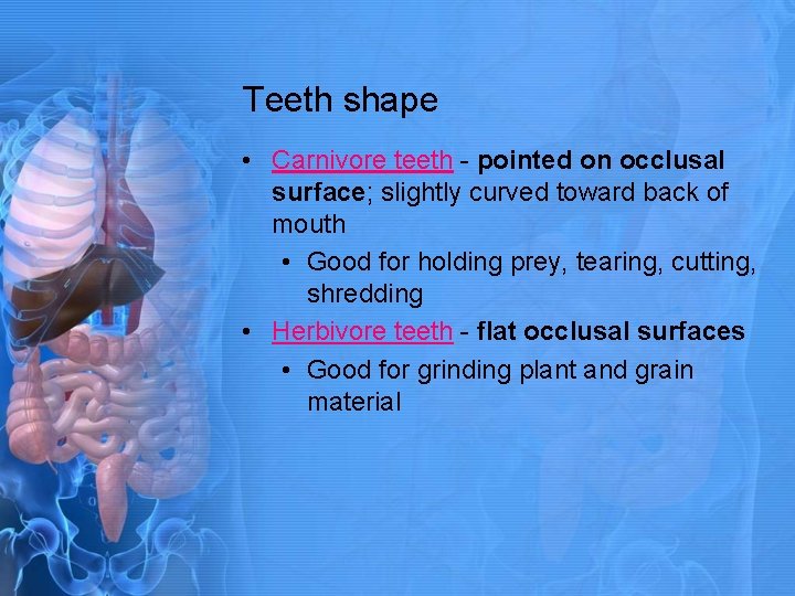 Teeth shape • Carnivore teeth - pointed on occlusal surface; slightly curved toward back