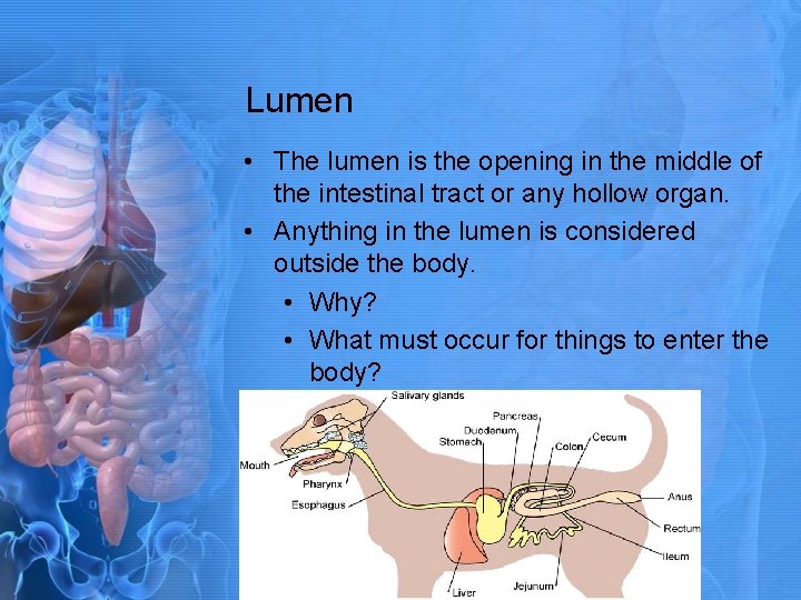 Lumen • The lumen is the opening in the middle of the intestinal tract