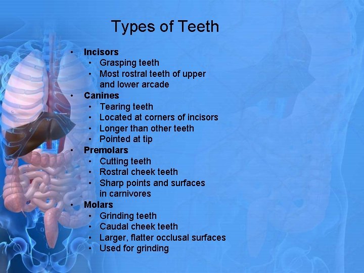 Types of Teeth • • Incisors • Grasping teeth • Most rostral teeth of