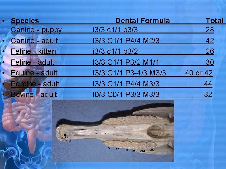 • Species Canine - puppy • Canine - adult • Feline - kitten